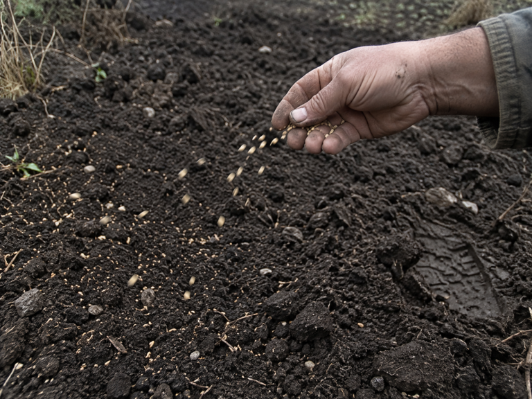 A weathered bare hand entering from the right, mid-throw, scattering seed over dark turned soil at dawn, no face